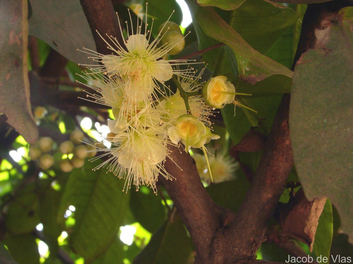 Syzygium samarangense (Blume) Merr. & L.M.Perry